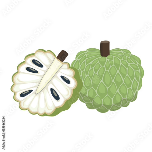 Cartoon illustration of annona or soursop. tropical fruit isolated of white background.
