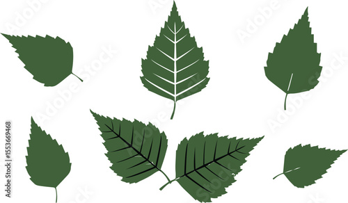 elm leaf illustration, hand drawn elm leaf, botanical elm leaf drawing, detailed elm leaf sketch, elm leaf vector art, black and white elm leaf, realistic elm leaf artwork, elm tree leaf design, 