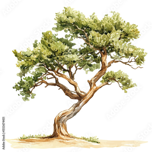 A Madrone Tree, watercolor drawing vector, isolated on a white background.