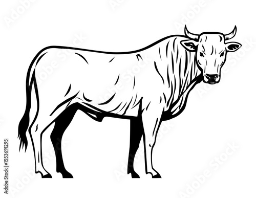 Mascot illustration of a Calvana is a cattle breed from Tuscany, in the Calvana region in the provinces of Florence and Prato on isolated white background in retro black and white style.
