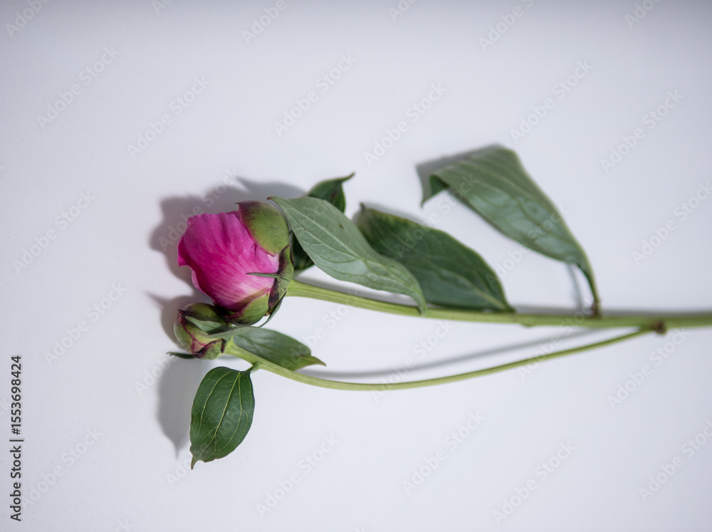 Fototapeta premium Single Pink Peony Bud on White Background