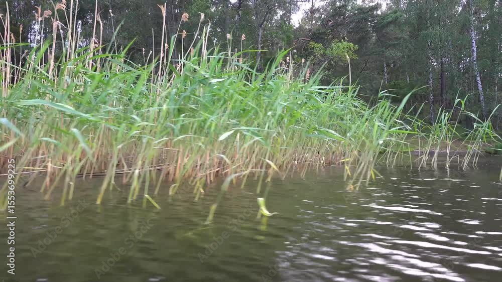 Stockholm, Sweden A view of tall weeds and grasses growing in Lake Malaren. Stockholm, Sweden A view of tall weeds and grasses growing in Lake Malaren.