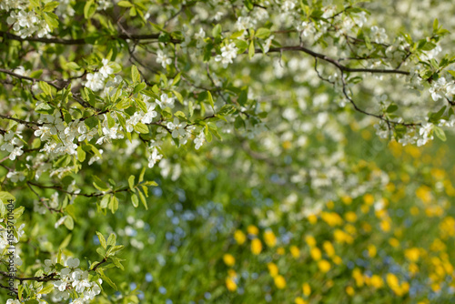 White flowering fruit tree branches over a flowering meadow. Spring blossom background.  Close-up of a spring landscape with white blooming fruit trees and dandelions in the grass.