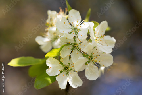White cherry, plum tree in the white. Many cherry blossoms in full bloom on  the trees. Spring background.