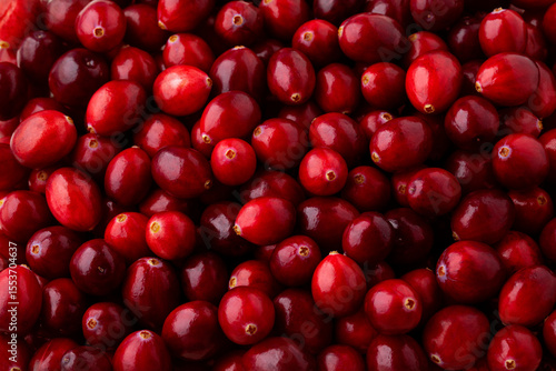 Fresh ripe cranberries as background. Large cranberry texture close up top view. Oxycoccus (Vaccinium) macrocarpus or bearberry.