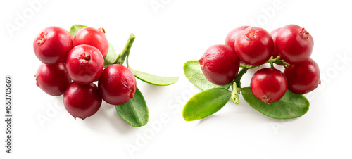 Foto Set of lingonberry twigs with fresh berries and green leaves isolated on white background