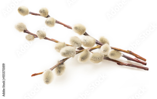 Pussy willow twigs on white. A willow with soft fluffy white, silvery catkins.