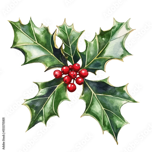 watercolor of A Holly Leaf, vector, isolated on a white background.