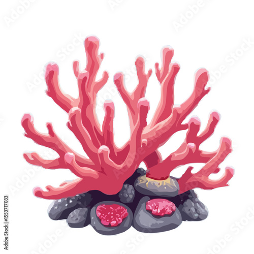 Coral illustration