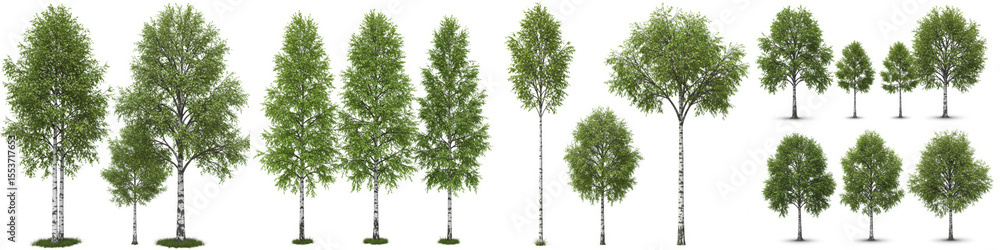 Fototapeta premium Birch Trees Collection Isolated on White Background - Collection of various sized birch trees, isolated on white background. Perfect for landscaping, design, or nature projects