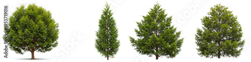 Wallpaper Mural Cypress and Green Trees on White - Four types of evergreen trees isolated on a white background. Symbolizing nature, growth, peace, resilience, and life Torontodigital.ca