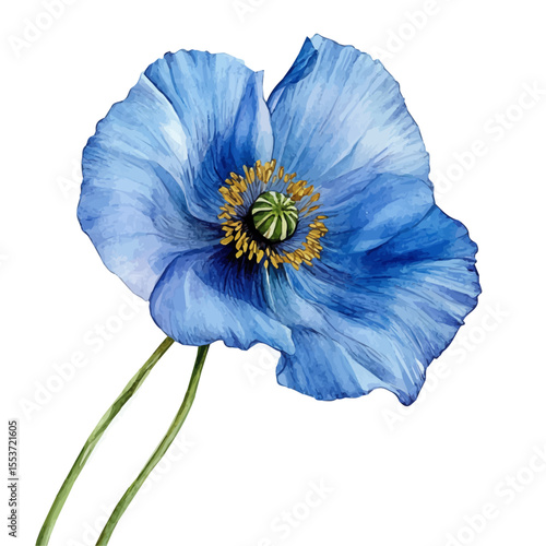 watercolor of A Himalayan Blue Poppy Stem, vector, isolated on a white background.