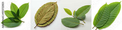 Mitragyna Speciosa Leaves Collection - High-quality showcasing various stages of Mitragyna speciosa leaves, from fresh green to dried brown. Perfect for botanical, herbal, or medicinal contexts