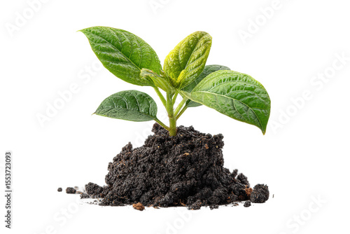 PNG Green plant seedling emerging from rich soil