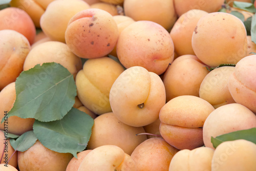 Photography Close up on pile of fresh picked apricots, leaves scattered with the fruit