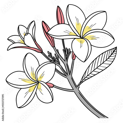 vector illustration of frangipani