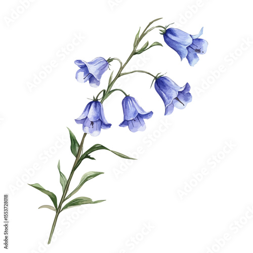 A Harebell Stem, watercolor painting vector, isolated on a white background.