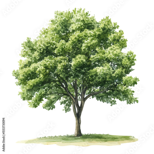 A Hackberry Tree, watercolor painting vector, isolated on a white background.