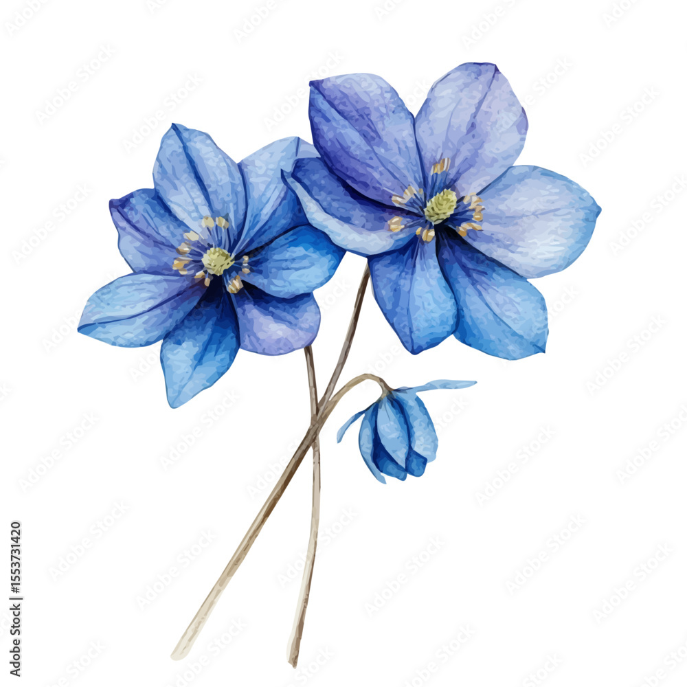 Fototapeta premium watercolor vector of A Glory Of The Snow Stem, isolated on a white background.