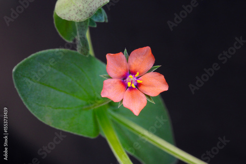 Pimpernel Star Flower 04