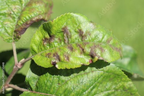 Apple scab caused by Venturia inaequalis on green apple leaf