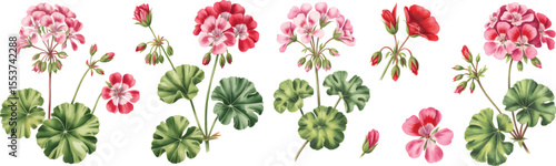 Watercolor botanical geranium flowers vector  illustration. Geranium flower set Isolated buds, and leaves on white background.