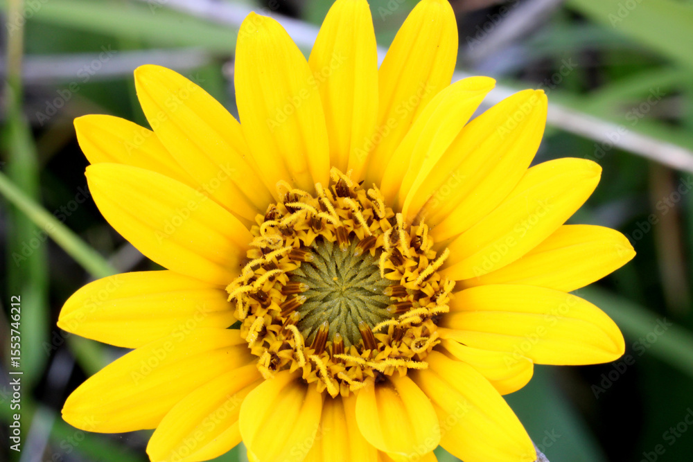 Balsamroot Sunshine 04 Balsamroot Sunshine 04