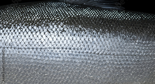 Detailed Texture Of Fresh Salmon Skin Presents An Exquisite And Natural Pattern