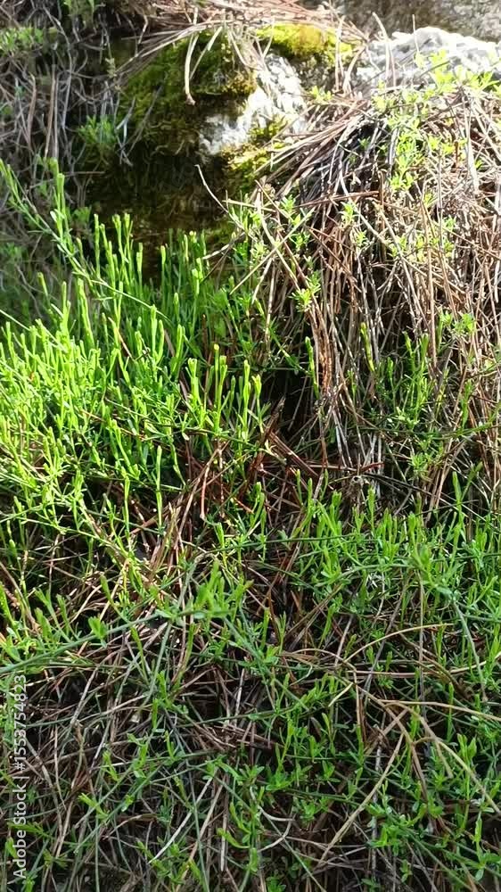 close. grassy meadow after rain. drops of dew on the leaves of grass glow. drops of water on the leaves. close. grassy meadow after rain. drops of dew on the leaves of grass glow. drops of water on the leaves.
