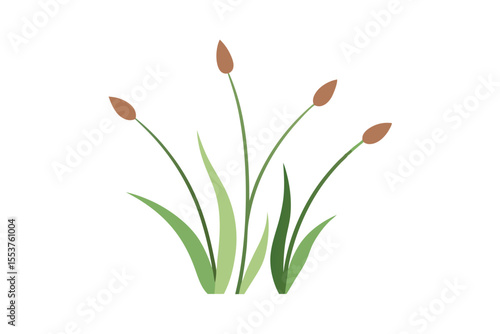 Elegant Bulrush Illustration Nature's Graceful Wetland Plants