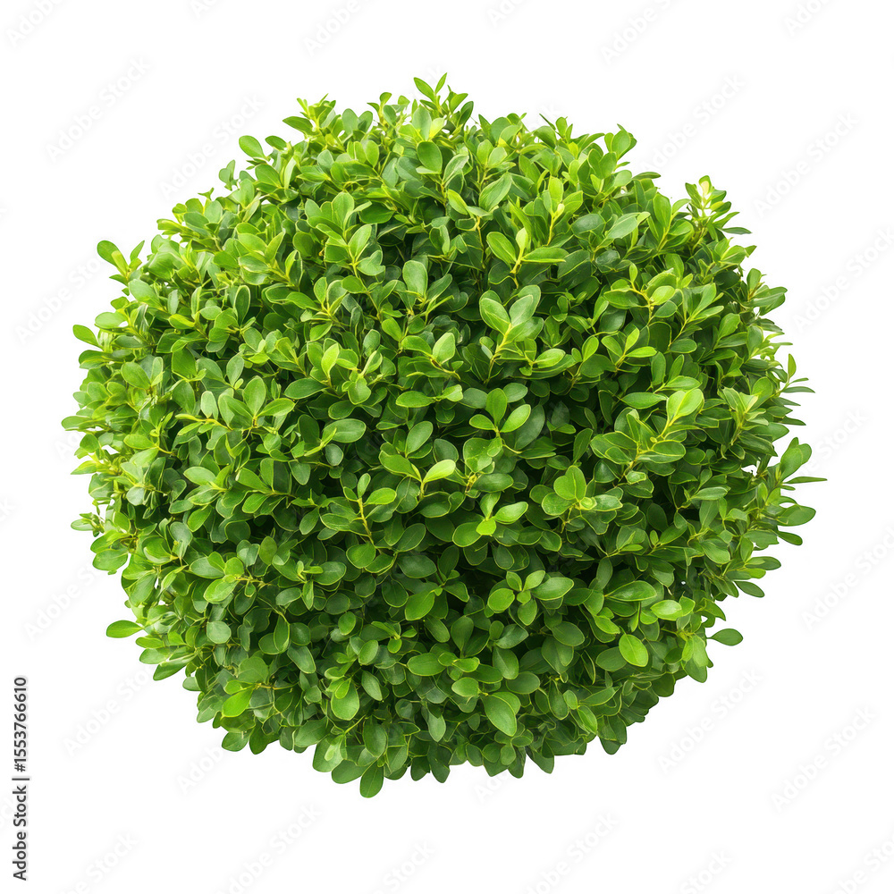 Obraz premium A perfectly spherical green shrub with dense foliage and small oval leaves isolated on transparent background