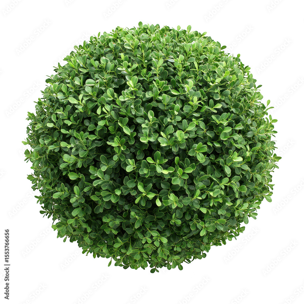 Fototapeta premium A perfectly spherical green foliage bush with dense leaves and a detailed texture isolated on transparent background