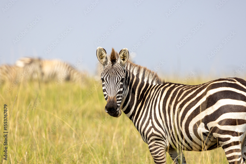 Fototapeta premium Zebra in the grassland looking straight at the camera in masai mara reserve, kenya