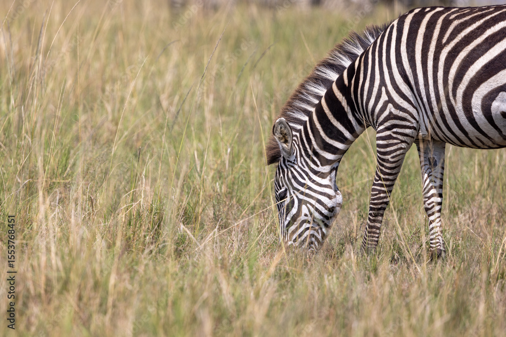 Obraz premium Alone zebra grazing in the vast grasslands of Masai Mara, Kenya. Wildlife photo capturing the natural habitat and behavior of plains zebra in East African savannah during daylight.