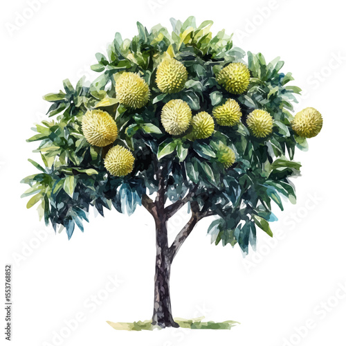 watercolor of A Durian Tree, vector, isolated on a white background.