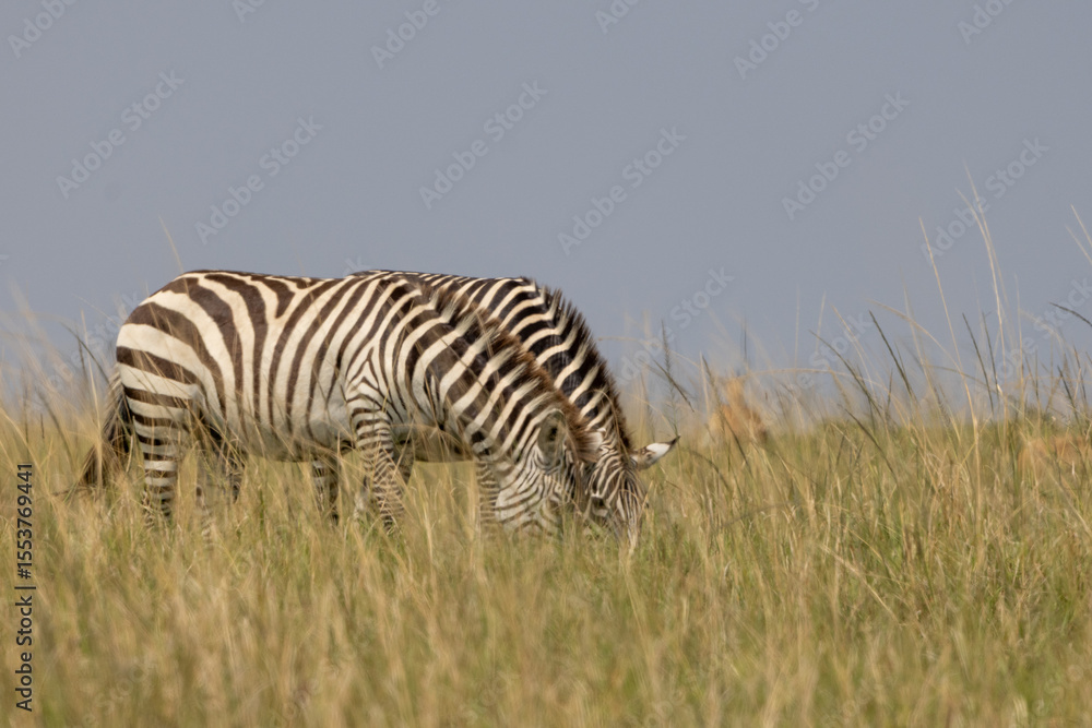 Fototapeta premium Pair of zebras grazing in the open grasslands of Masai Mara, Kenya. Capturing African wildlife in their natural habitat during safari, surrounded by savannah landscape in the great migration 