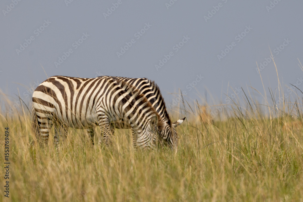 Obraz premium Pair of zebras grazing in the open grasslands of Masai Mara, Kenya. Capturing African wildlife in their natural habitat during safari, surrounded by savannah landscape in the great migration