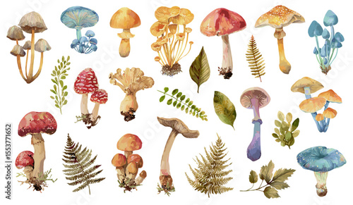 Botanical mushroom illustrations. Watercolor autumn forest wild mushrooms decorative set, toadstool, amanita