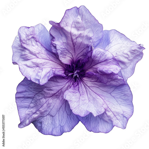 A delicate purple petunia bloom with intricate veining displayed prominently isolated on transparent background