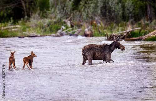 Mama moose with twin calves