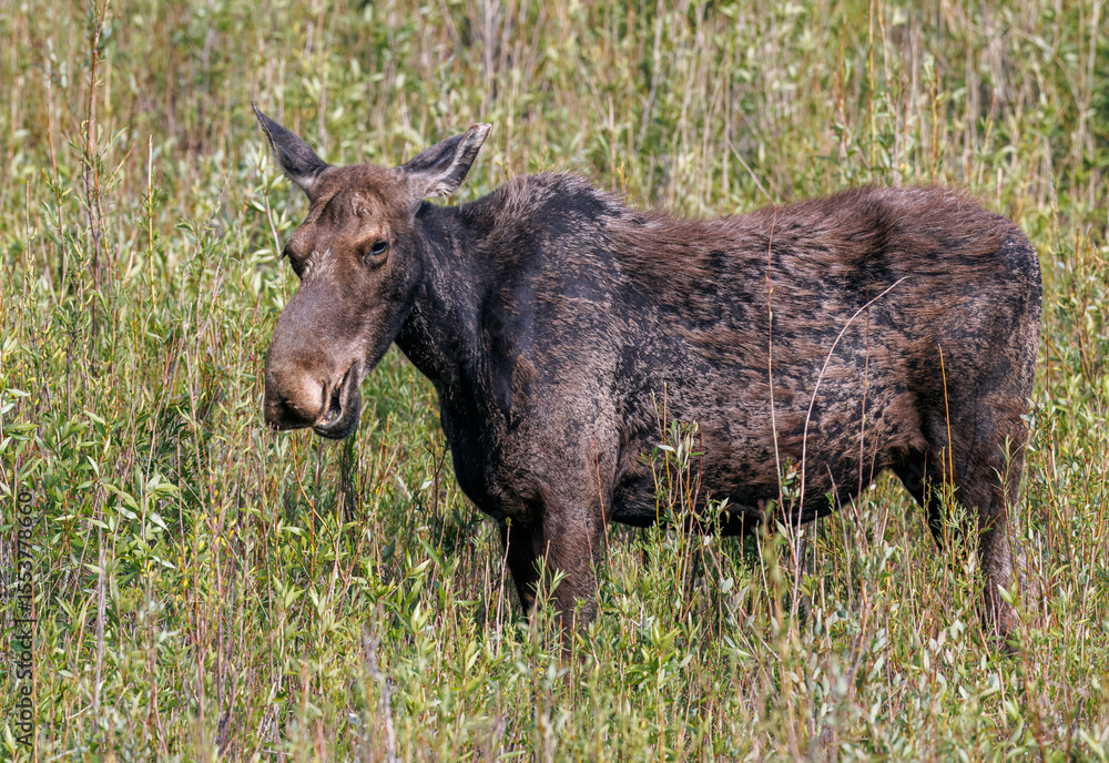 Fototapeta premium Mama moose with twin calves