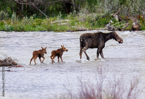 Mama moose with twin calves