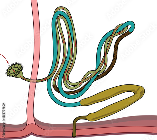 Scheme of nephridium of earthworm (Lumbricus terrestris) for biology lesson
