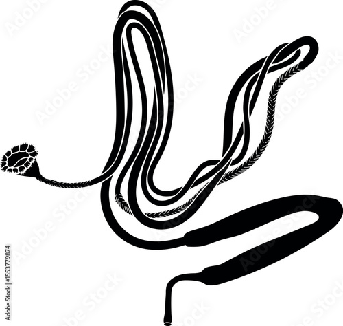 Scheme of nephridium of earthworm (Lumbricus terrestris) for biology lesson