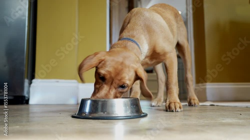 Pet Fox Red Labrador Puppy Running Into Room And Eating Food From Bowl At Home