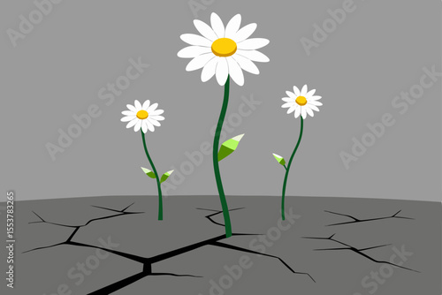 daisy flower on a white background