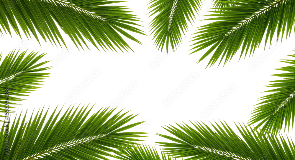 Green Palm leaves in borders with copy space isolated on transparent background , Green plam leaves collections PNG
Green Palm leaves in borders with copy space isolated on transparent background , Green plam leaves collections PNG
