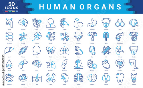 Human Organs icon collection. Simple color outline vector illustrations.