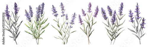 Wallpaper Mural PNG Lavender botanical illustration design, element set on transparent background Torontodigital.ca