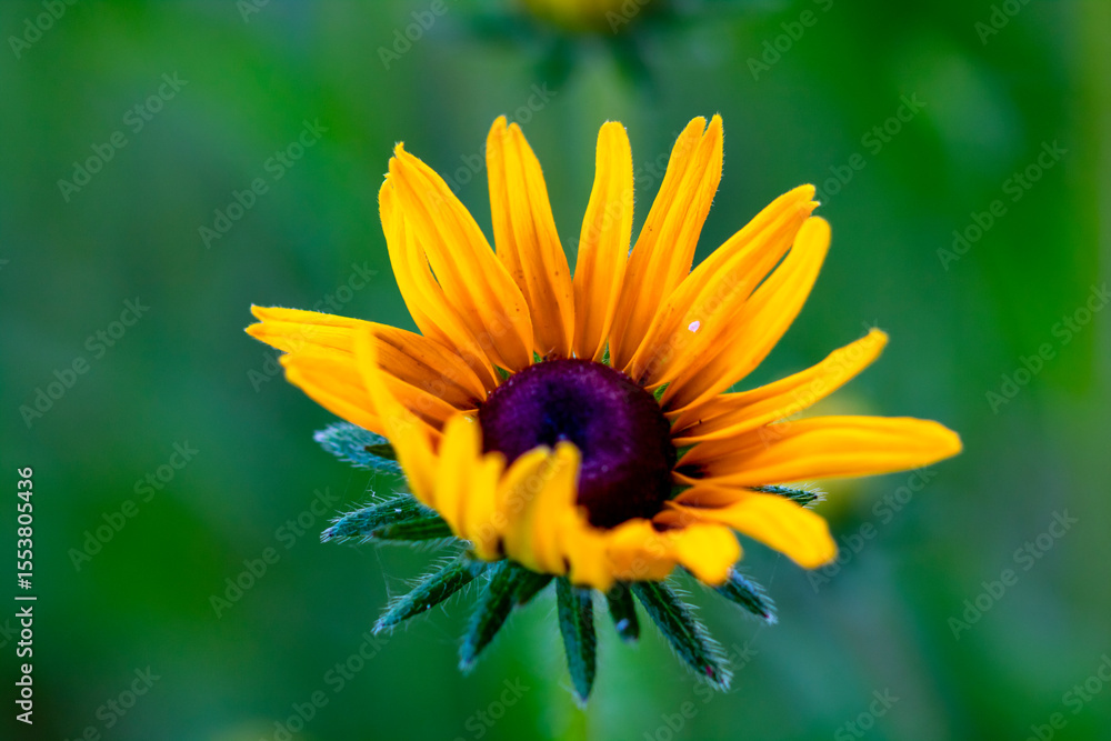 Obraz premium Black-eyed Susan plants in flowering season. Rudbeckia hirta yellow flowers